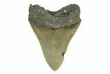 Serrated, Fossil Megalodon Tooth - North Carolina #271232-2